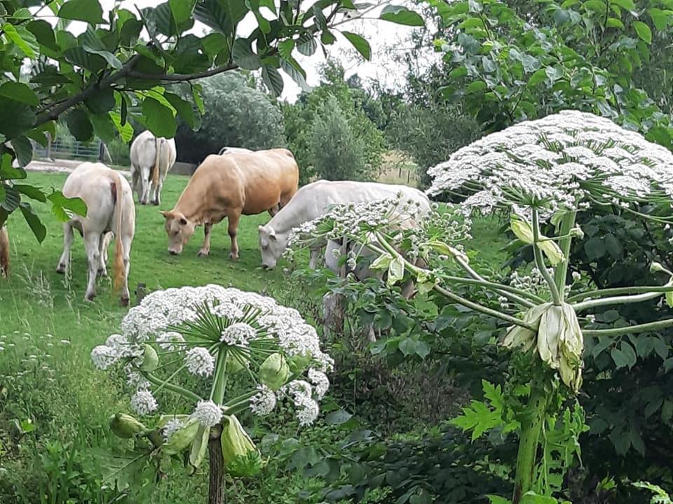 Hotel Berg En Dal Epen Exteriör bild